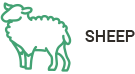 Sheep Products